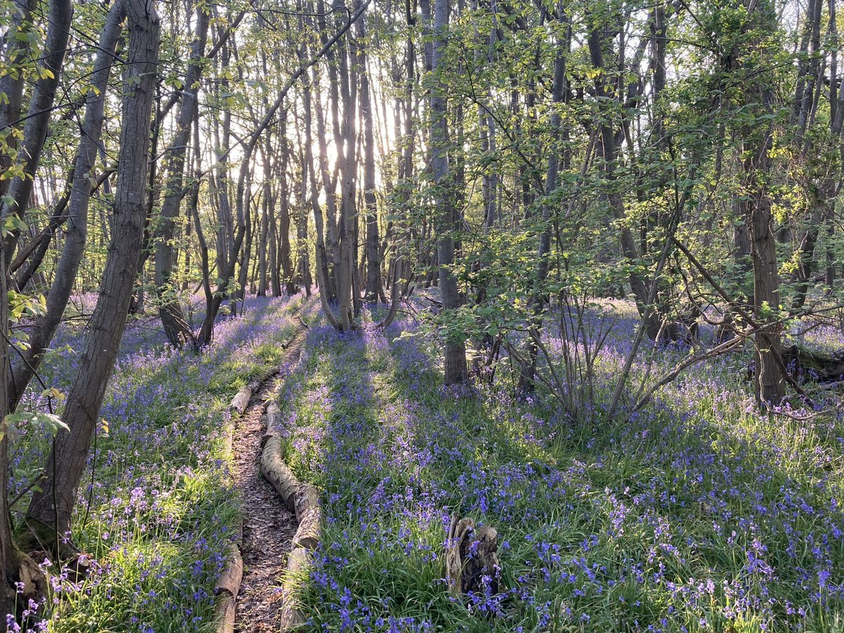 TheKentAcorn's tweet photo. Sometimes the path chooses you https://t.co/8u81L3YFTK