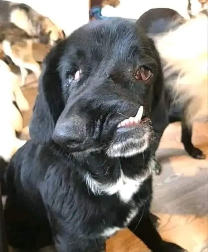 "He was abandoned on the highway and hit by a car while I tried for 45 minutes to save him.

In a miserable state, I rushed him to the vet and paid for everything. 3 years old he is fine now but with a different look.

I tell him everyday that is not who he is!!! He is the