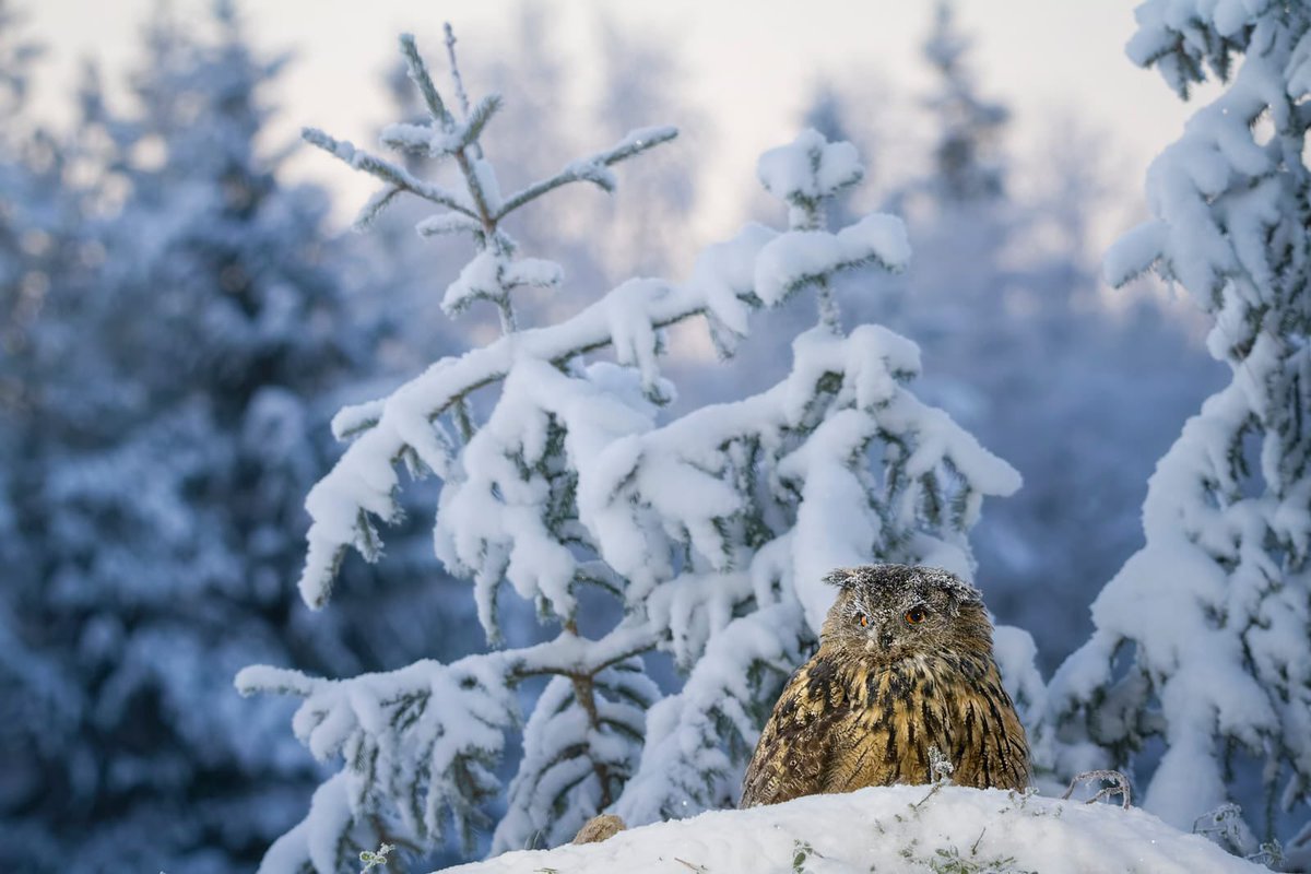 Winter is almost here! ❄️

Eagle Owl (Bubo bubo) in the snow! This picture was in Finland by our collaborator Francesco Rovedo.

tragopan-shop.com

#tragopanofficial #tragopan #hokki #hokkiv3 #bubobubo #birding #finland #europe #owl #wildlifephotography