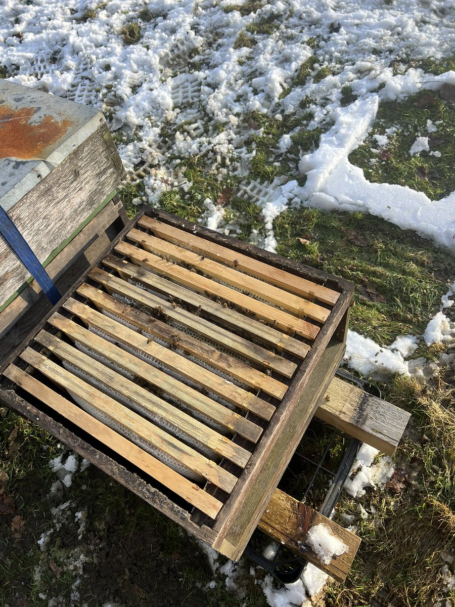 The Sheffield Honey Company 🍯🐝 tweet media