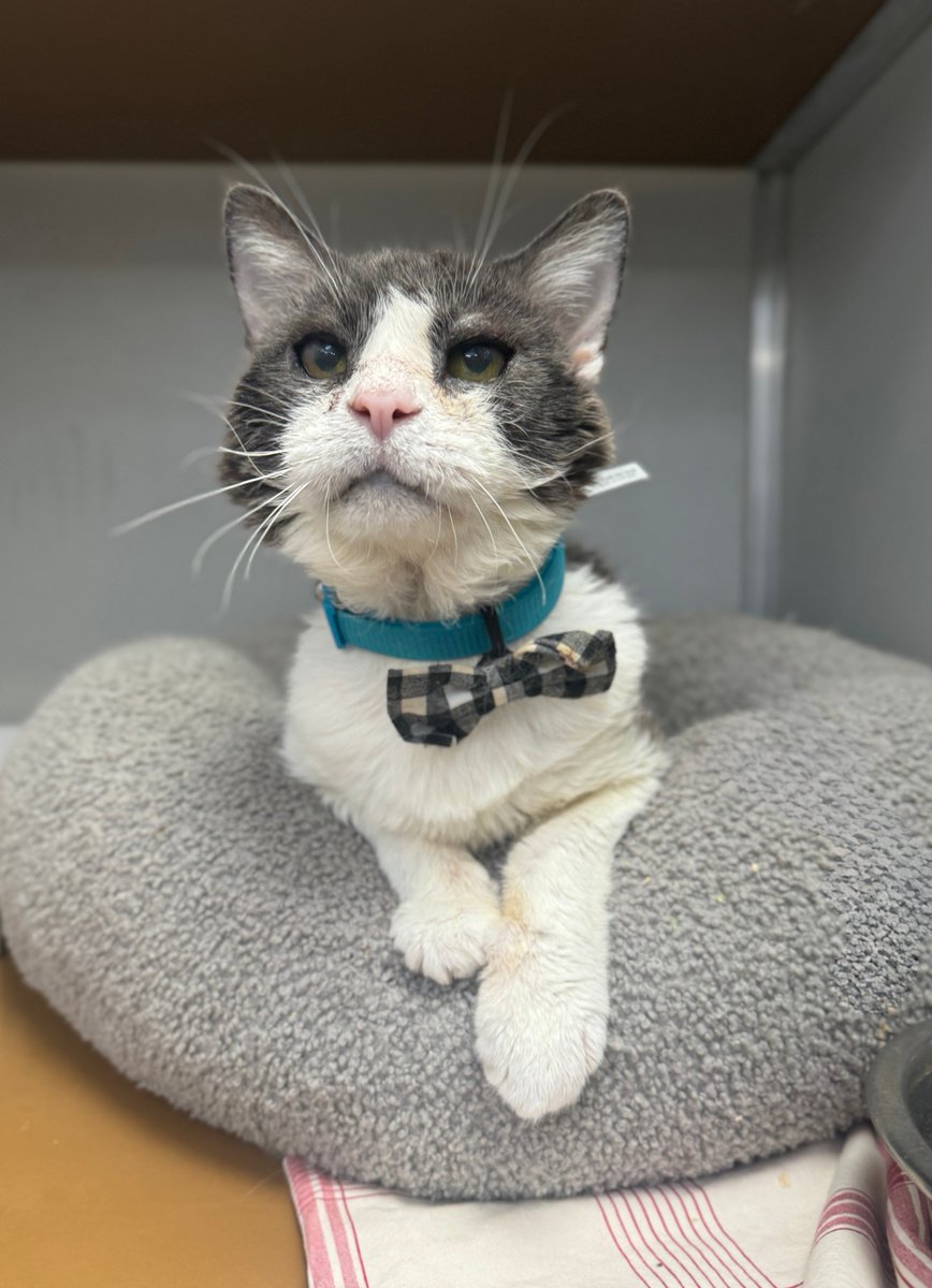 Zodiak is 15 years old.

And sadly suffered for many of those years, until our Animal Law Enforcement team rescued him.

He may be a bit rough around the edges—missing teeth and occasionally drooling—but his sweet personality is sure to make you swoon. 

Will you be his forever?