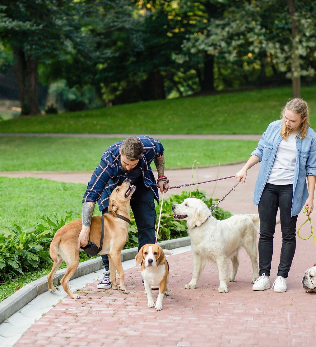 DarwinDogs's tweet photo. Check out our host of exciting dog training events for social gatherings with your dog!

https://t.co/SWiV20KR0W

#DogTraining #ClevelandDogs https://t.co/kgw7rUhMqY