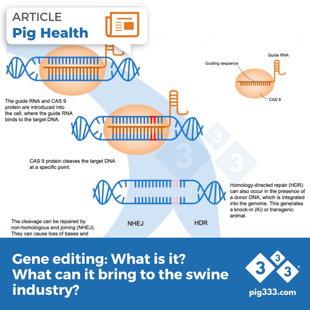 Gene editing represents a significant technological advancement that we must thoroughly understand due to its potential impact on the swine industry. Will there be animals resistant to viral diseases? 🐖🔬💡

🔗 pig333.com/articles/gene-…