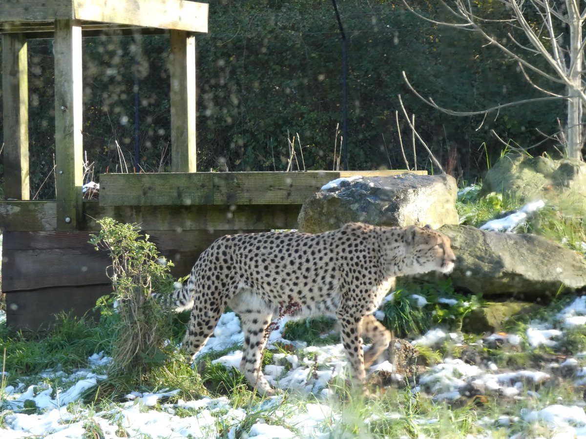 ChristinaD π΄σ §σ ’σ ·σ ¬σ ³σ Ώ (@christinad216) on Twitter photo Went to β¦<a href="/briszooproject/">Bristol Zoo Project</a>β© for the first time today and what a lovely place to visit. Their accessibility is phenomenal too, everything has obviously been carefully thought about. Went to β¦<a href="/briszooproject/">Bristol Zoo Project</a>β© for the first time today and what a lovely place to visit. Their accessibility is phenomenal too, everything has obviously been carefully thought about.