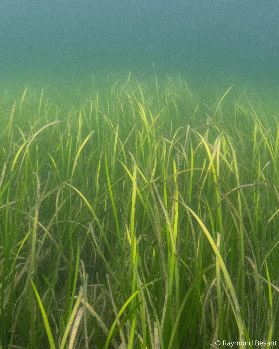 wwfscotland 🌍 tweet media