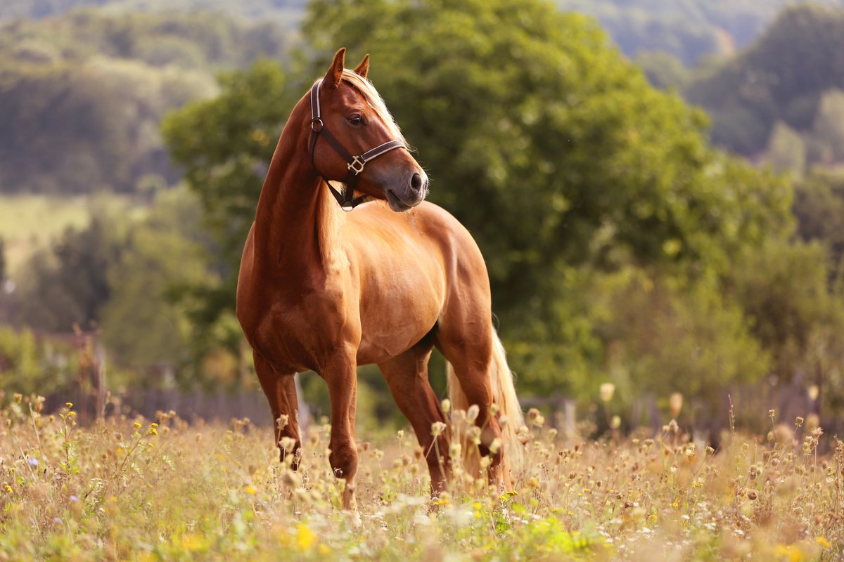 BBCEarth's tweet photo. Did you know that horses can sleep standing up? 🐎

They can also run at over 50mph (80kmph), making them one of the fastest animals on land!

Read more about horses with the BBC Earth Fact Files 👉 https://t.co/nD1vUuQ6R0 https://t.co/4dqlNd6ya4