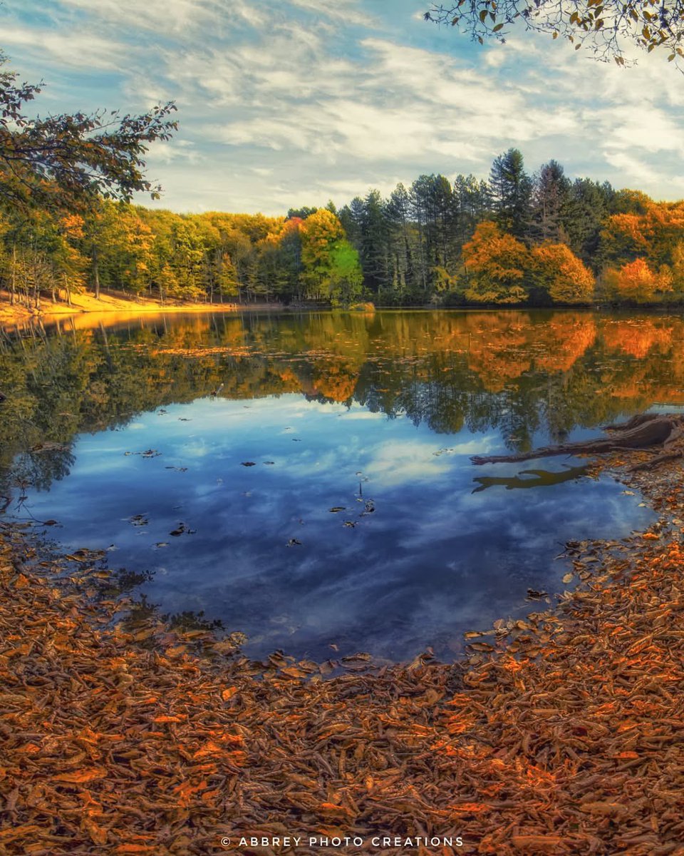 The enchanting foliage colors of the Umbra Forest in autumn 🍂 

#WeAreinPUGLIA 

📸 @nick_abbrey