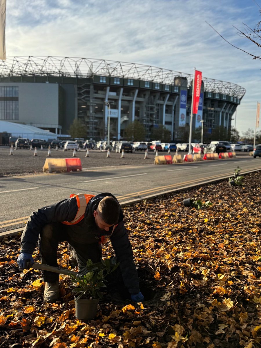 Fineturf's tweet photo. Landscaping continues at Twickenham as we move forward with planting trees and shrubs for @JimRFU

#Twickenham #Landscaping #Fineturf