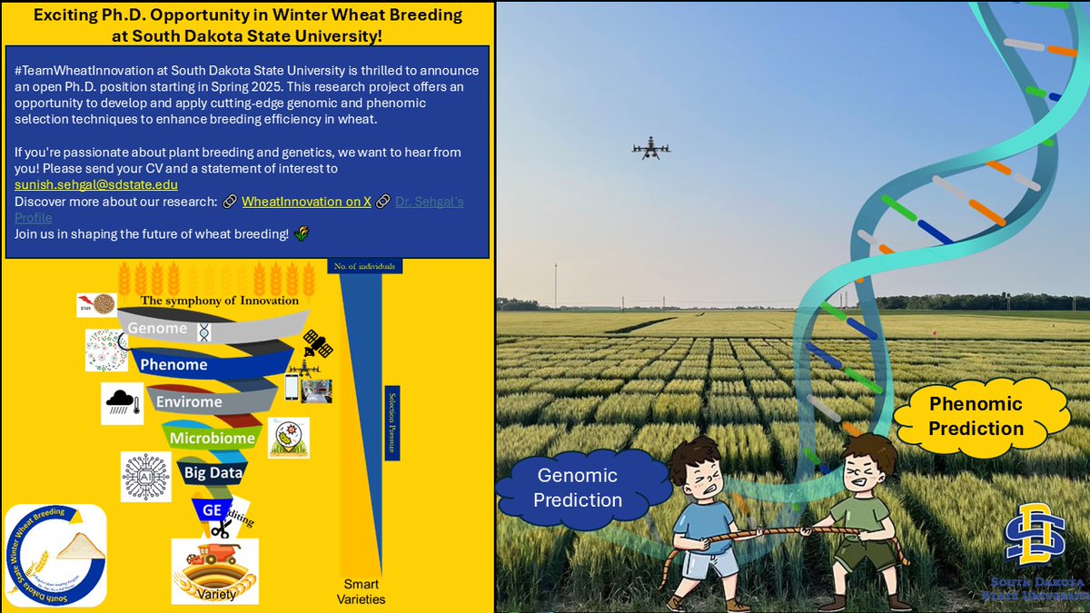 SDSU Winter Wheat Breeding (@wheatinnovation) on Twitter photo Exciting Ph.D. Opportunity in Winter Wheat Breeding
at South Dakota State University!
GRA, tuition waiver opportunity for additional scholarships. RT <a href="/GrainGenes/">GrainGenes</a> Exciting Ph.D. Opportunity in Winter Wheat Breeding
at South Dakota State University!
GRA, tuition waiver opportunity for additional scholarships. RT <a href="/GrainGenes/">GrainGenes</a>