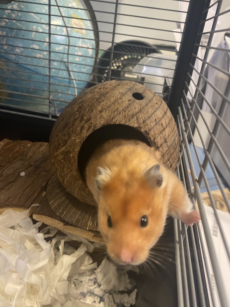 Meet Hubble! Our lovely new Siberian Hamster, he needed re-homing &amp; has settled into his new classroom home well &amp; our Students love him already! 🐹💕