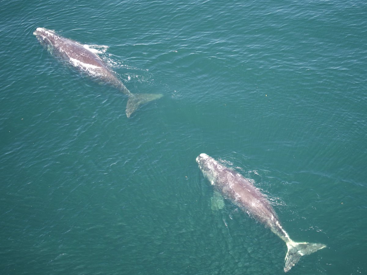 NEAQ's tweet image. Earlier this year, researchers from the Aquarium's #AndersonCabotCenter took to the skies, deploying #drones for non-invasive data collection on North Atlantic #RightWhales. 🚁🤩

📸: Photos were taken under DFO Canada SARA permit during collaborative research w/ @CanadianWhale