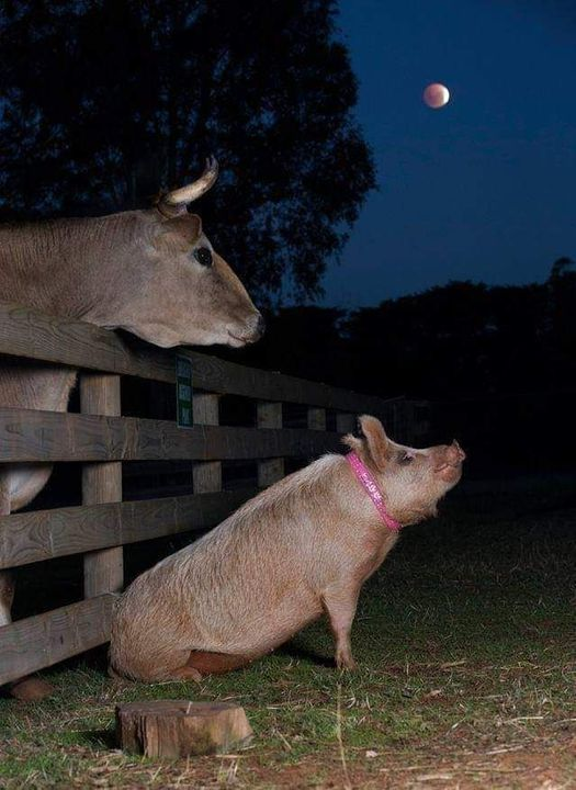 pierpi13's tweet photo. Questa foto arriva da Edgar's Mission, un santuario australiano che dà una nuova vita ad animali salvati dal macello. Questa foto potrebbe essere la copertina di un libro stupendo scritto da Jeffrey Moussaieff Masson: "Il maiale che cantava alla luna". Un libro che racconta come pochi altri al mondo, la capacità degli animali di provare emozioni.