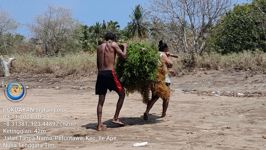 MaxieNinef's tweet photo. Minggu (03/11), Maxianus C. H. Ninef, Luhkan Kab. Lembata, di Desa Riangbao Kec. Ile Ape, Panen Rula Spinosum Ibu Jahura Helo, Patok Dasar, luas 175 m2, Sebanyak 80 kg, Harga Basah Rp. 1000/kg, Harga Kering Rp. 3000/kg.
#GiatLuhkanSatminkalGONDOL 
#panen
#luhlapor 
#lembata https://t.co/Xdh0d1ZNoL