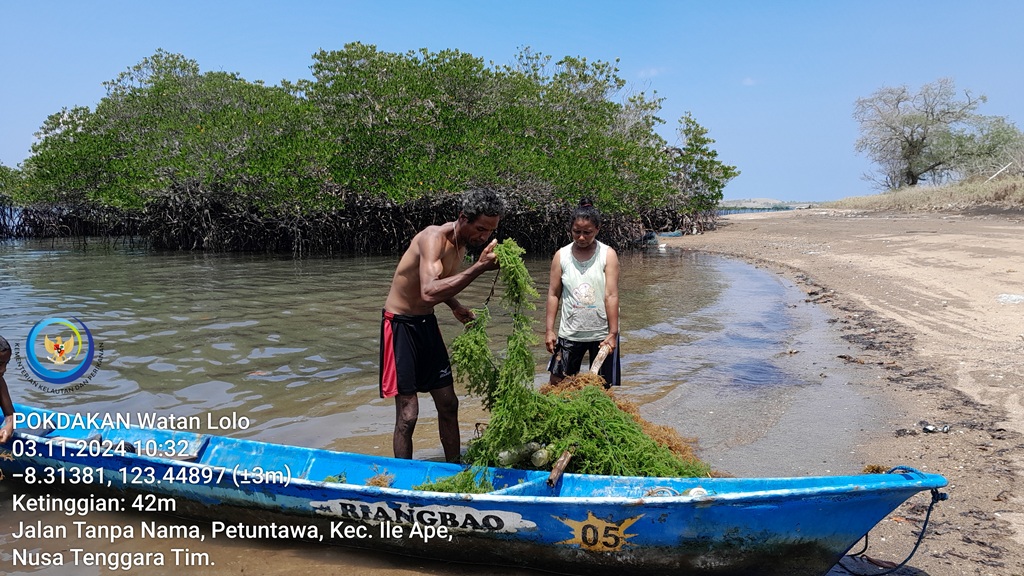 MaxieNinef's tweet photo. Minggu (03/11), Maxianus C. H. Ninef, Luhkan Kab. Lembata, di Desa Riangbao Kec. Ile Ape, Panen Rula Spinosum Ibu Jahura Helo, Patok Dasar, luas 175 m2, Sebanyak 80 kg, Harga Basah Rp. 1000/kg, Harga Kering Rp. 3000/kg.
#GiatLuhkanSatminkalGONDOL 
#panen
#luhlapor 
#lembata https://t.co/Xdh0d1ZNoL