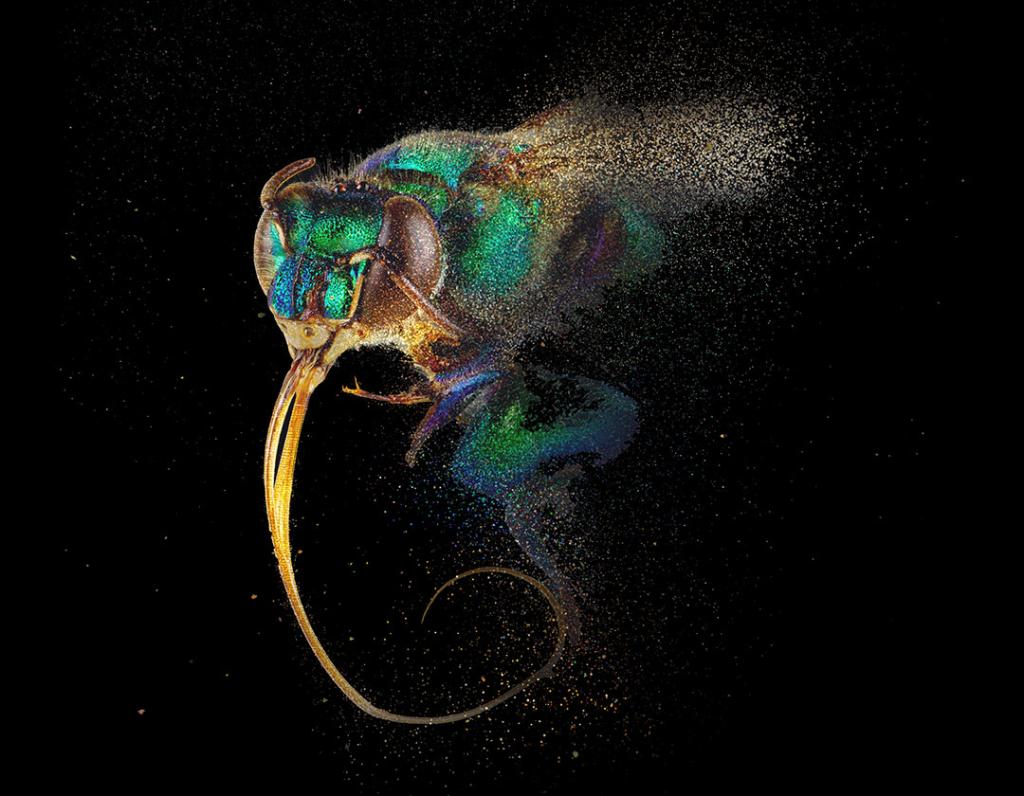 #TheCultureHour (@theculturehour) on Twitter photo Bees: A Story of Survival <a href="/World_Museum/">World Museum 🌎</a>
Until May 5 "Immerse yourself in an exhibition that brings together art & science to explore one of nature’s most incredible creatures - the bee."
Details via <a href="/NML_Muse/">National Museums Liverpool</a>: liverpoolmuseums.org.uk/whatson/world-…
#Liverpool #TheCultureHour Bees: A Story of Survival <a href="/World_Museum/">World Museum 🌎</a>
Until May 5 "Immerse yourself in an exhibition that brings together art & science to explore one of nature’s most incredible creatures - the bee."
Details via <a href="/NML_Muse/">National Museums Liverpool</a>: liverpoolmuseums.org.uk/whatson/world-…
#Liverpool #TheCultureHour