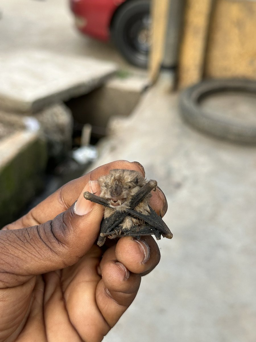 OlawaleOlanir12's tweet photo. ASEJE Asiri bibo 
( for fast money to foot needs )

Ewe shawerepepe ( ojor tabi tutu )
Onbe 3 
Ata ijosi 16
Grind everything together .
Get one big cat fish , cut it into three in a way that they will still be attached to each other .
Pour everything you grinded in a native pot and cook it with the catfish add salt and plam oil .

Don’t let it touch the ground after cooking put it on osuka ( a cloth folded round ) .
Say prayer and eat .