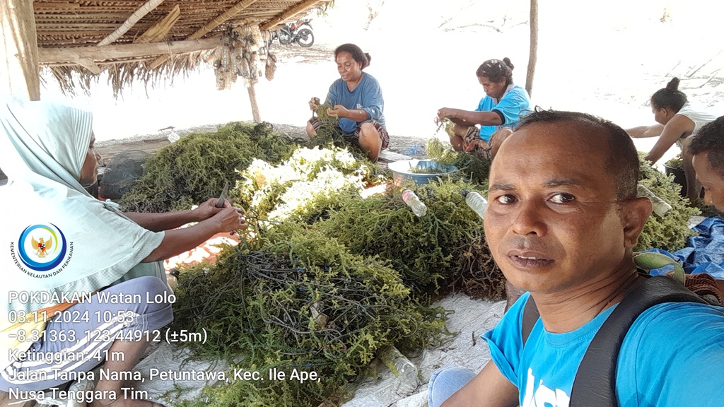 MaxieNinef's tweet photo. Minggu (03/11), Maxianus C. H. Ninef, Luhkan Kab. Lembata, di Desa Riangbao Kec. Ile Ape, Panen Rula Spinosum Bpk. Ahad Arakian, Patok Dasar, luas 280 m2, Sebanyak 240 kg, Harga Basah Rp. 1000/kg, Harga Kering Rp. 3000/kg. 
#GiatLuhkanSatminkalGONDOL 
#panen 
#luhlapor 
#lembata https://t.co/Z5utjOXkZS