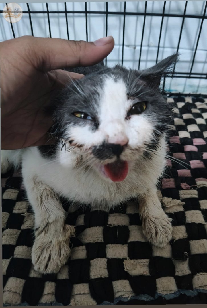 kochengfs's tweet photo. Urgent please bantu RT N DONASI 
⚠️🆘🆘❗❗
malam ini kami rescue kucing dlam keadaan rahang geser, ntah dipukul/ketabrak kami mohon sekali lagi bantu kami ya untuk biaya operasi kcg! ini, dia harus dbawa k srabaya, kami mhn bantu kami 🙏🙏 https://t.co/Q8pHXZDcoi