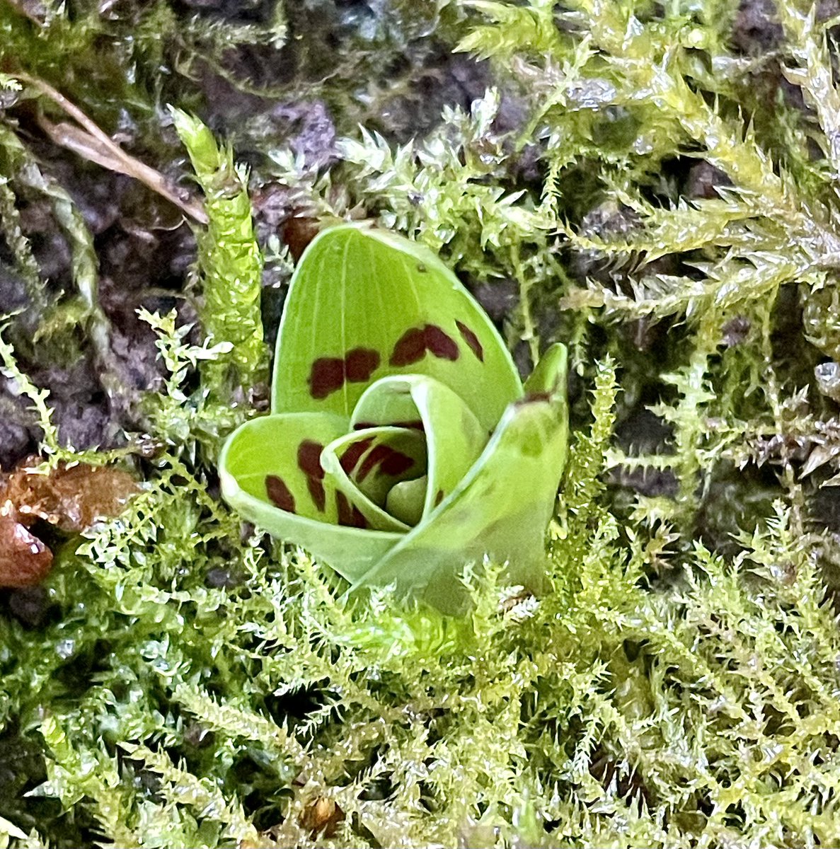 A 2025 season Early Purple Orchid (Orchis mascula) rosette has appeared in my garden today, 20/11/2024, here in north-east #Hampshire.  #orchids <a href="/ukorchids/">Wild Orchids UK & Ireland</a> <a href="/EuropeanOrchids/">European Orchids & Wildflowers</a> <a href="/Hants_BIC/">HBIC</a> <a href="/BSBIbotany/">BSBI: Botanical Society of Britain & Ireland</a>