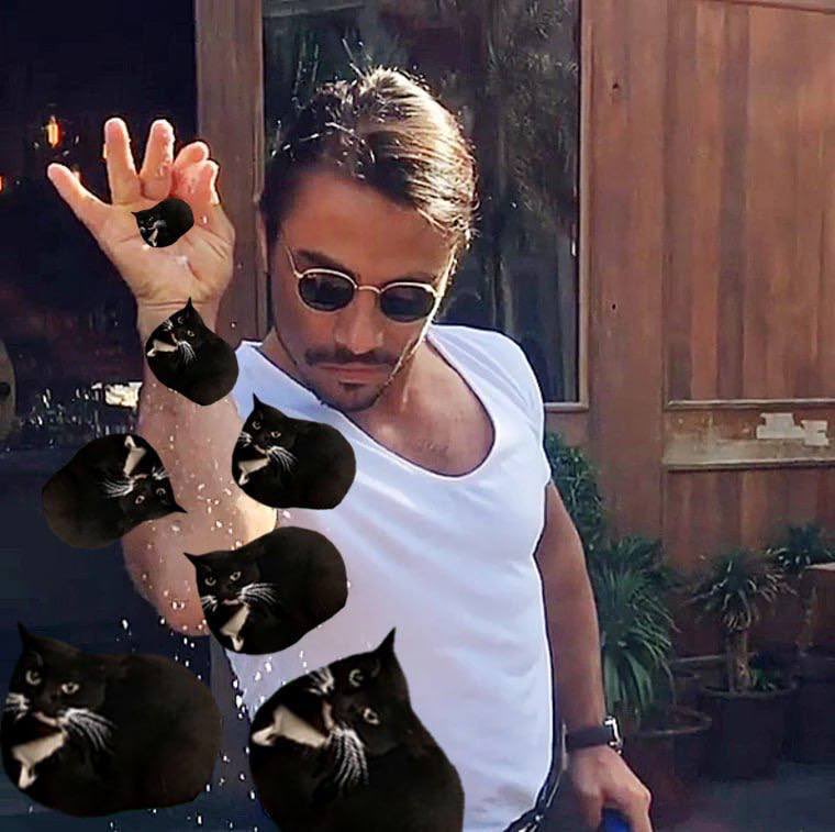 Oregamamoru1's tweet photo. @maxwellcoinsol #Maxwell meow https://t.co/w0Qbd3KwjF