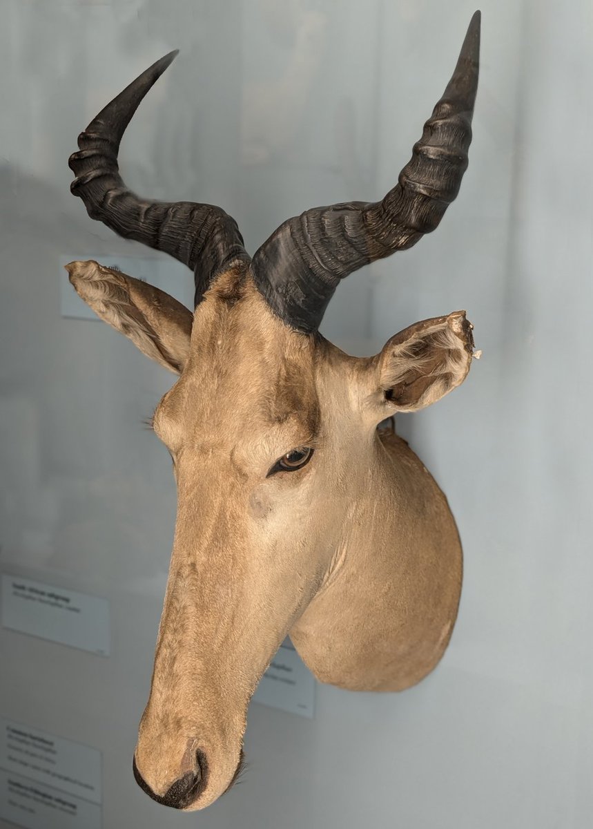 Einst prägend für Nordafrika, heute leider ausgestorben: Die Bubal-Kuhantilope. Jagd und Lebensraumverlust führten zu ihrem Verschwinden, zuletzt gesichtet 1925. 🐂🐾

#Bubal #Artensterben #AlcelaphusBuselaphus #Extinction #ExtinctSpecies #Ausgestorben

artensterben.de/nordafrikanisc…