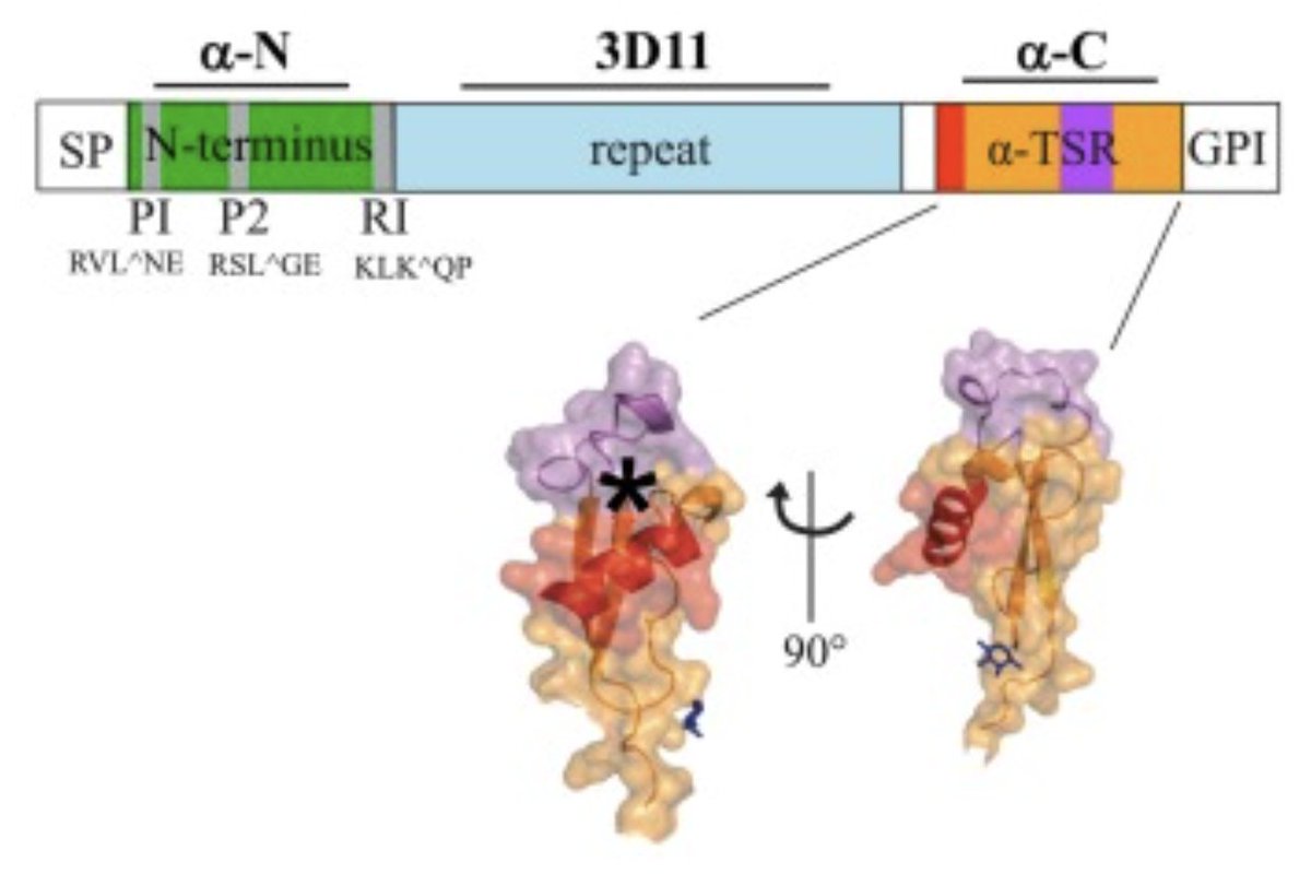 Freddy Frischknecht (@frischknechtlab) on Twitter photo How come we know so little about a protein that is the basis for the currently available malaria vaccines? New review on the Plasmodium circumsporozoite protein, with Photini Sinnis and Mirko Singer out now:
authors.elsevier.com/c/1k7sK5Eb1xJI… How come we know so little about a protein that is the basis for the currently available malaria vaccines? New review on the Plasmodium circumsporozoite protein, with Photini Sinnis and Mirko Singer out now:
authors.elsevier.com/c/1k7sK5Eb1xJI…