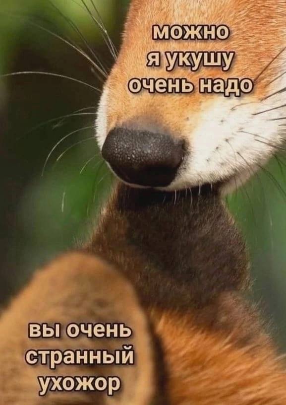 Дантес tweet media