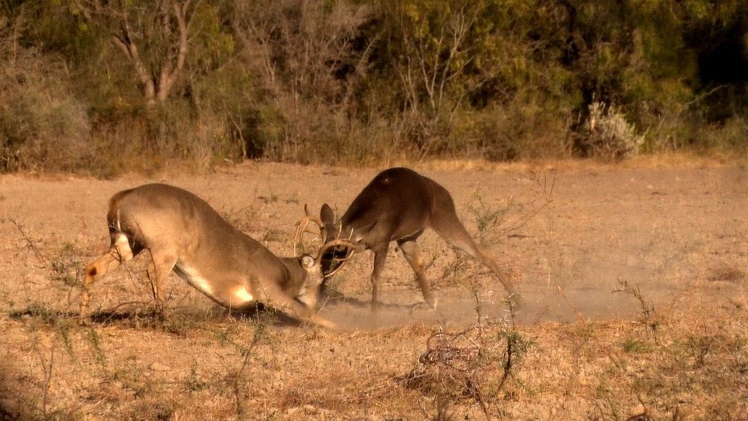 Deer Fights are a sight to see if you're lucky enough to see one #animals #deerhunting #whitetaildeer