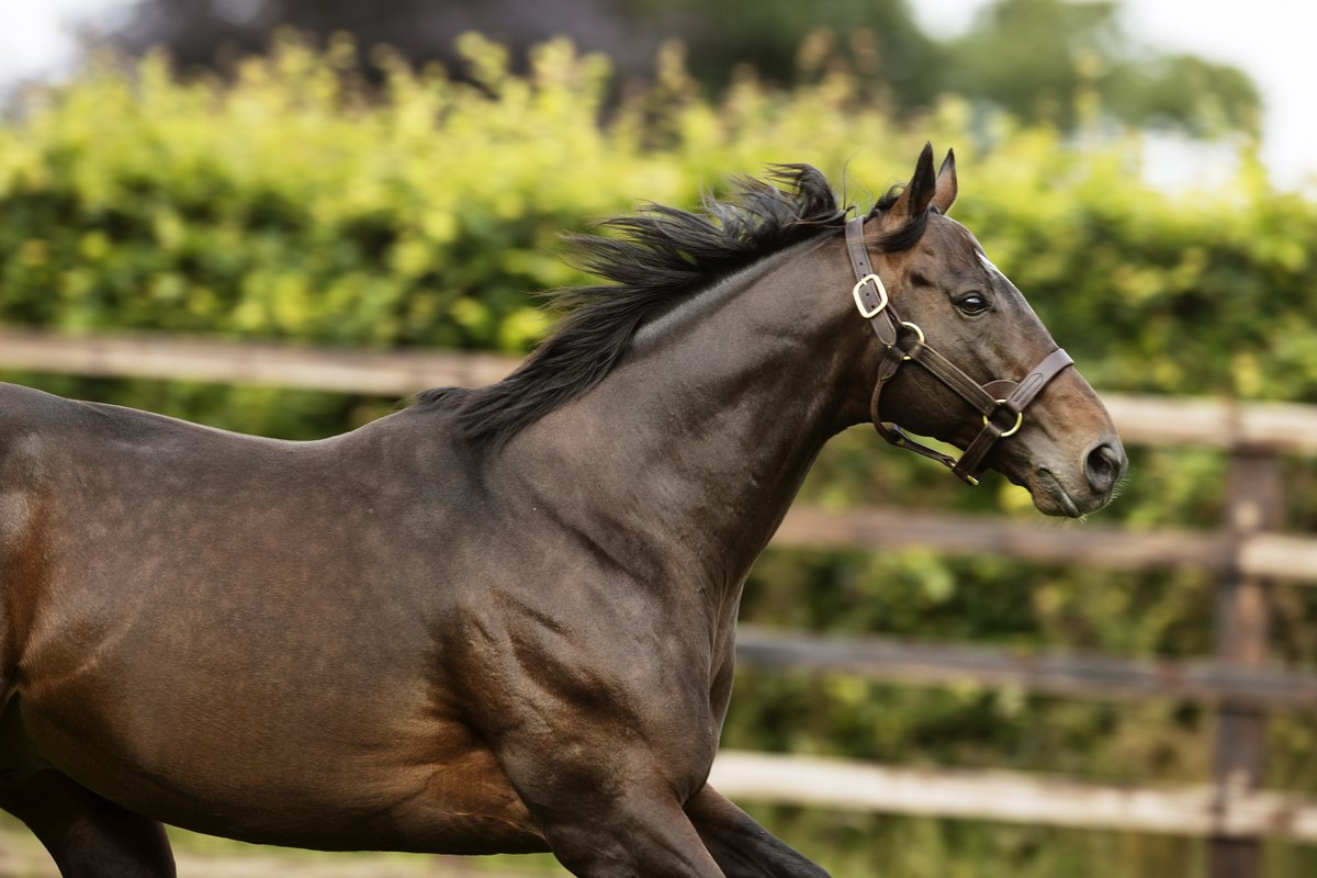 DarleyEurope's tweet photo. 🇮🇪 Back-to-back six-figure lots for #BluePoint at @Goffs1866 🔵

Lot 723 - €100,000 – a colt out of Dark Angel mare Riyaza consigned by @Highpark12 and bought by The JC Organisation APS

Lot 724 - €140,000 – a colt out of the Group-placed mare Rosie Cotton consigned by @BallygallonStud and bought by @ApolloBloodsto1 

The sire has had ten lots sell for six-figures at the sale so far 💪