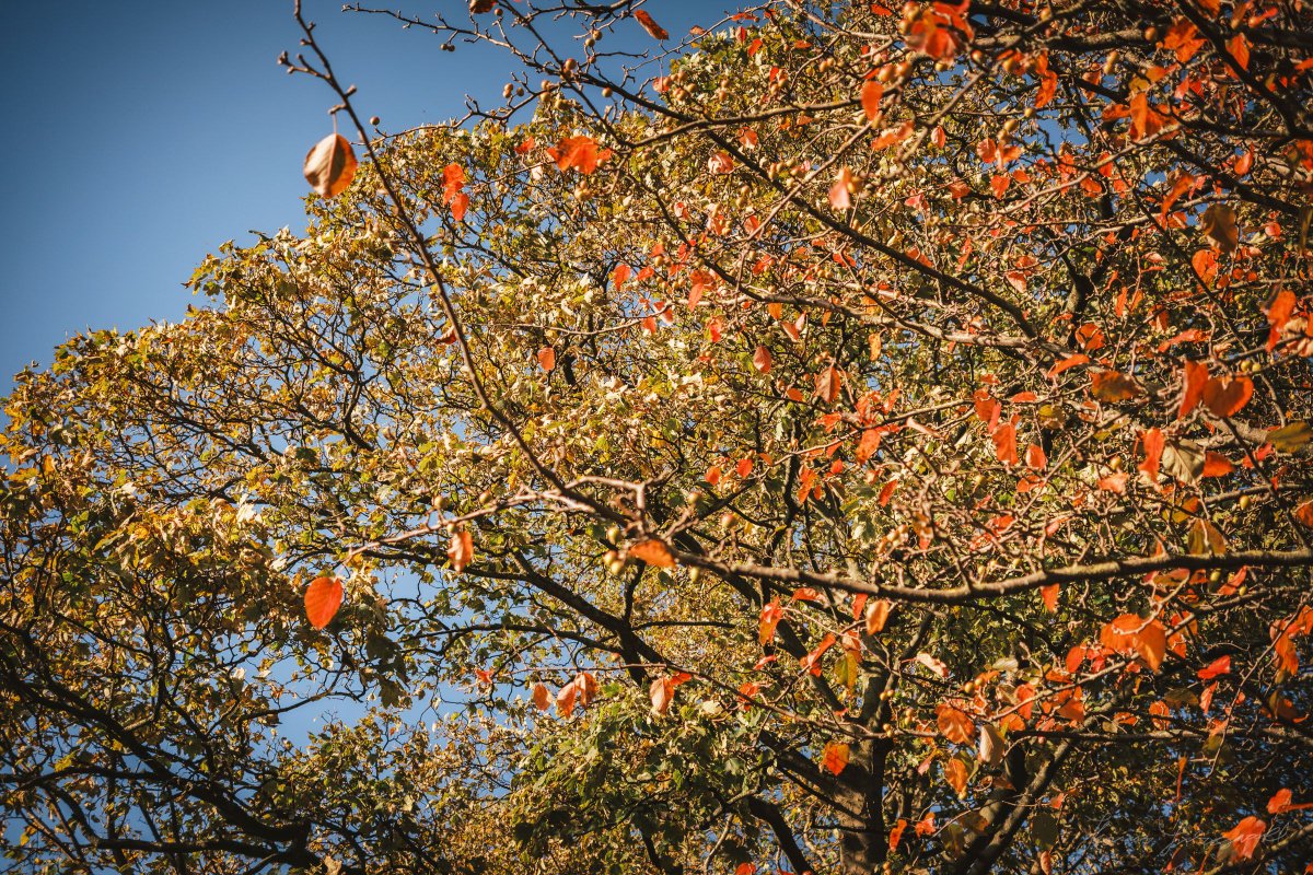 An Autumn Walk in the Park! St. Stephen's Green, Dublin, Ireland
#FujfilmXE4