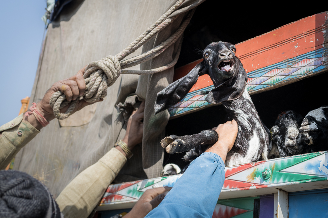 anipixels's tweet photo. Every Saturday, thousands of goats and sheep are traded under the scorching sun at the Chakan Bakra Mandi in #india. These animals are transported across the country to be slaughtered.

📍 Location: Chakan, Maharashtra, India, 2024
#AnimalWelfare #AnimalRights #Photojournalism https://t.co/skC1JpGvtu