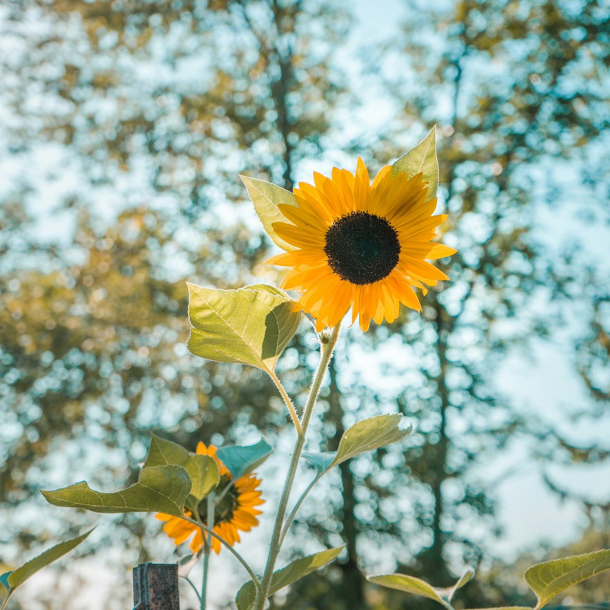 sunflowerchives's tweet photo. Dear whoever reading this, 

I hope that next year, on the same day, you'll be having a different life: more beautiful, more fun, more successful, more peaceful, and more passionate. 

I hope that next year comes with all your secret prayers answered with what you've asked for or better than what you've asked for.

I hope that next year you'll be living livelier and happier.

- Nada Osama