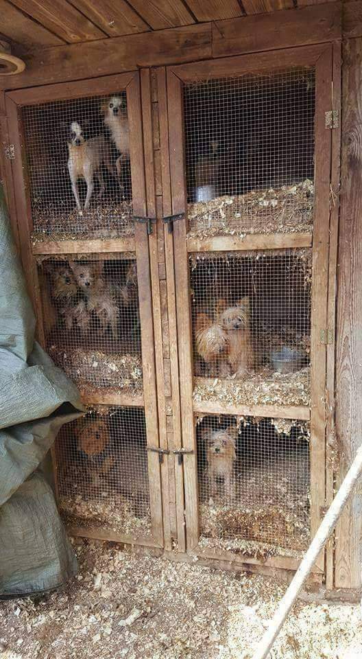 Estos son LOS PADRES De Tu HERMOSO PERRITO de RAZA y que COMPRASTE. 
"Comprando" PROMOCIONÁS Y sos Parte de la CADENA DE MALTRATO.
Cuando Compres ese "Cachorrito Hermoso" no te olvides de esta imagen (hay peores)
NO COMPRES - ADOPTÁ !!!!!