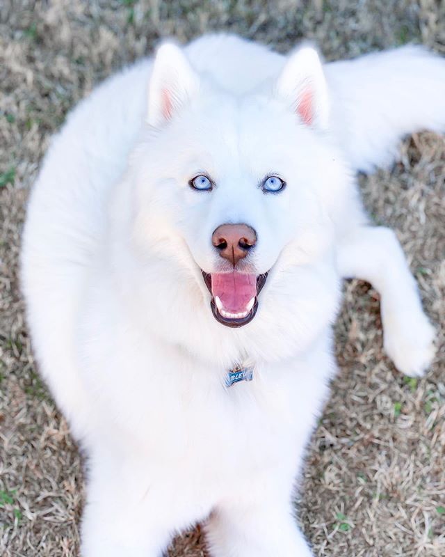 talub1's tweet photo. The wag of a dog’s tail is the purest form of happiness.🍄 https://t.co/y6aj58UZM9