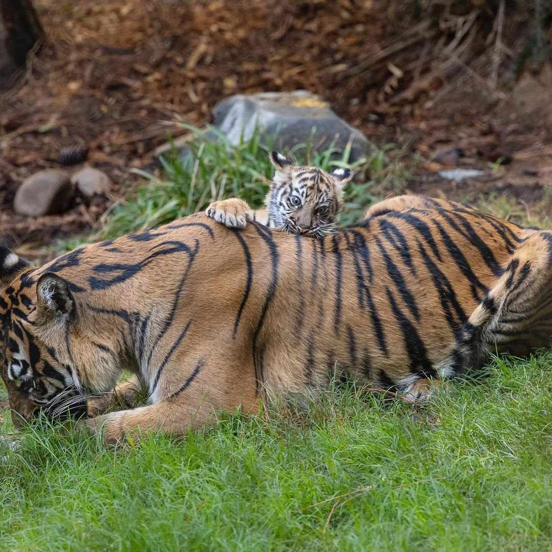 Barong_CTO's tweet image. Barong is vibing, taking it easy, just like baby tigers should do !🥰🐯

Meanwhile the Barong Project crew is grinding like there’s no tomorrow, cooking up something epic things for you all!!

Stay tuned, the best is on the way! 

#CryptoForGood #WildlifeConservation #Barong…