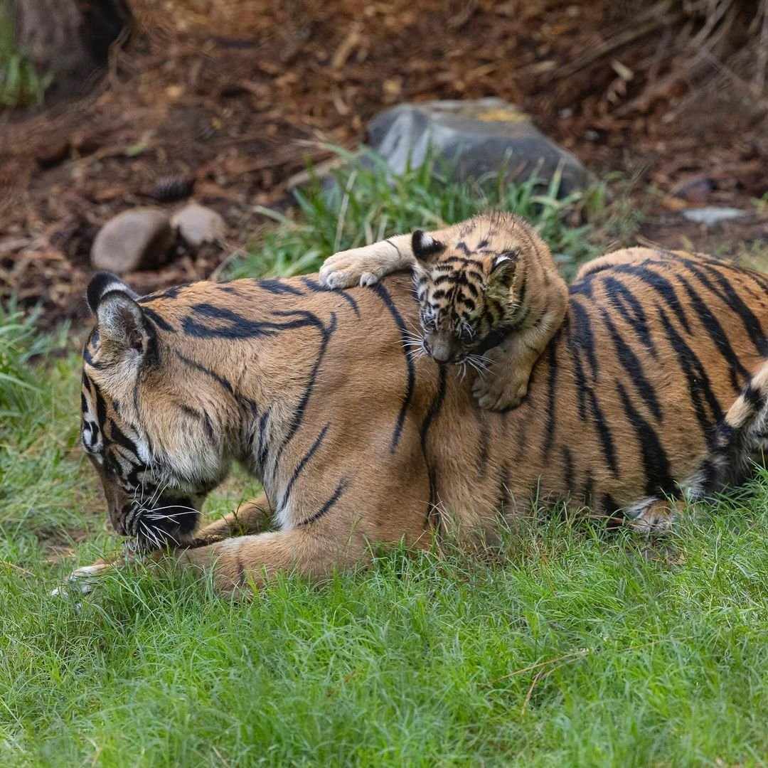 Barong_CTO's tweet image. Barong is vibing, taking it easy, just like baby tigers should do !🥰🐯

Meanwhile the Barong Project crew is grinding like there’s no tomorrow, cooking up something epic things for you all!!

Stay tuned, the best is on the way! 

#CryptoForGood #WildlifeConservation #Barong…