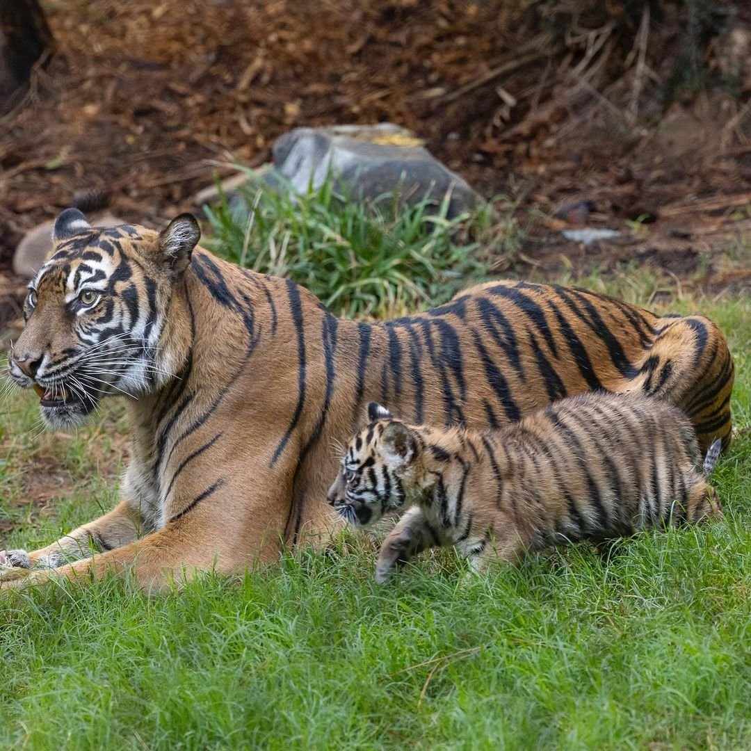 Barong_CTO's tweet image. Barong is vibing, taking it easy, just like baby tigers should do !🥰🐯

Meanwhile the Barong Project crew is grinding like there’s no tomorrow, cooking up something epic things for you all!!

Stay tuned, the best is on the way! 

#CryptoForGood #WildlifeConservation #Barong…