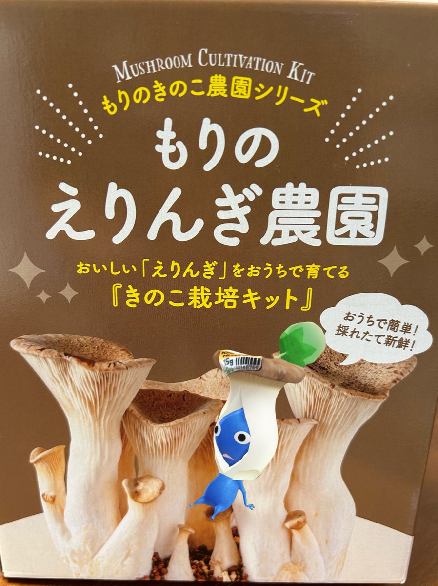 エリンギ栽培キット