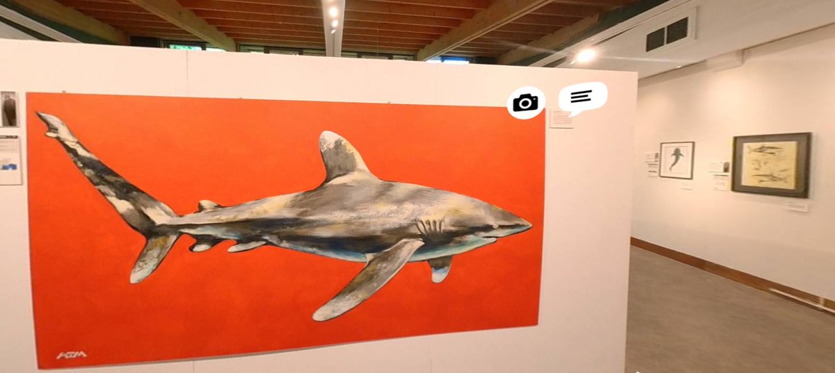 ATMstreetart's tweet photo. Some great shots of my Oceanic Whitetip from the @kuulapic virtual tour of the Shark Trust @SharkTrustUK #Oceanic31 exhibition at Trebah Garden @trebahgarden last year. Watch here : https://t.co/Mtj0gzIP56 https://t.co/pH8JDQfDOt