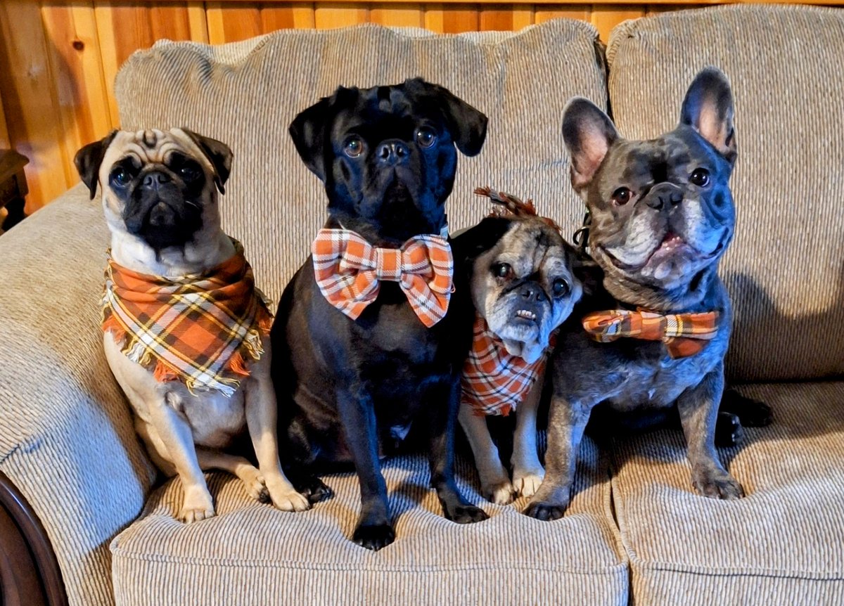 mommasboymushu's tweet photo. We all looked for our FIRST FAMILY PHOTO WITH BROTHER JACK 📷👍...AFTER 10 TIMES OF NOT LOOKING 🤣! Happy #WontLookWednesday everyone. #dogsoftwitter #dogsofX #puglife #pugs #frenchie #wednesdayfeelings #DogsAreFamily #Thanksgiving2024 #FirstFamilyPhoto https://t.co/xSudqjvxe2