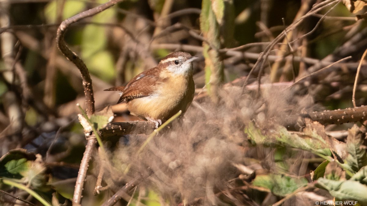 Heather Wolf tweet media