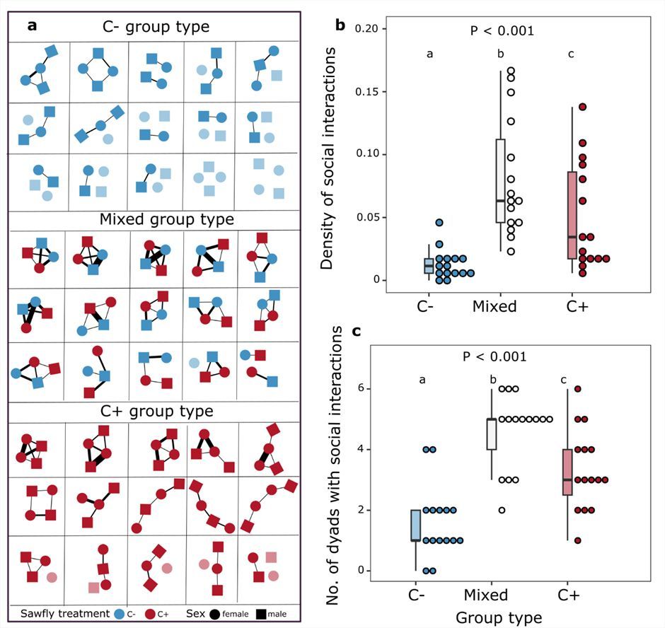 Journal of Animal Ecology (@animalecology) on Twitter photo Turnip sawflies use plant chemicals to shape their social lives! Discover how plant metabolites influence insect networks and fitness in a blog by <a href="/Pragya_otulp/">Pragya Singh</a>, <a href="/ChemEcolCM/">Caroline Müller</a>, <a href="/_LBrueggemann_/">Leon Brueggemann</a>, <a href="/gaurav_Kbaruah/">Gaurav</a> and <a href="/unibielefeld/">Bielefeld University</a> 🪰
buff.ly/3Zd7iFz Turnip sawflies use plant chemicals to shape their social lives! Discover how plant metabolites influence insect networks and fitness in a blog by <a href="/Pragya_otulp/">Pragya Singh</a>, <a href="/ChemEcolCM/">Caroline Müller</a>, <a href="/_LBrueggemann_/">Leon Brueggemann</a>, <a href="/gaurav_Kbaruah/">Gaurav</a> and <a href="/unibielefeld/">Bielefeld University</a> 🪰
buff.ly/3Zd7iFz