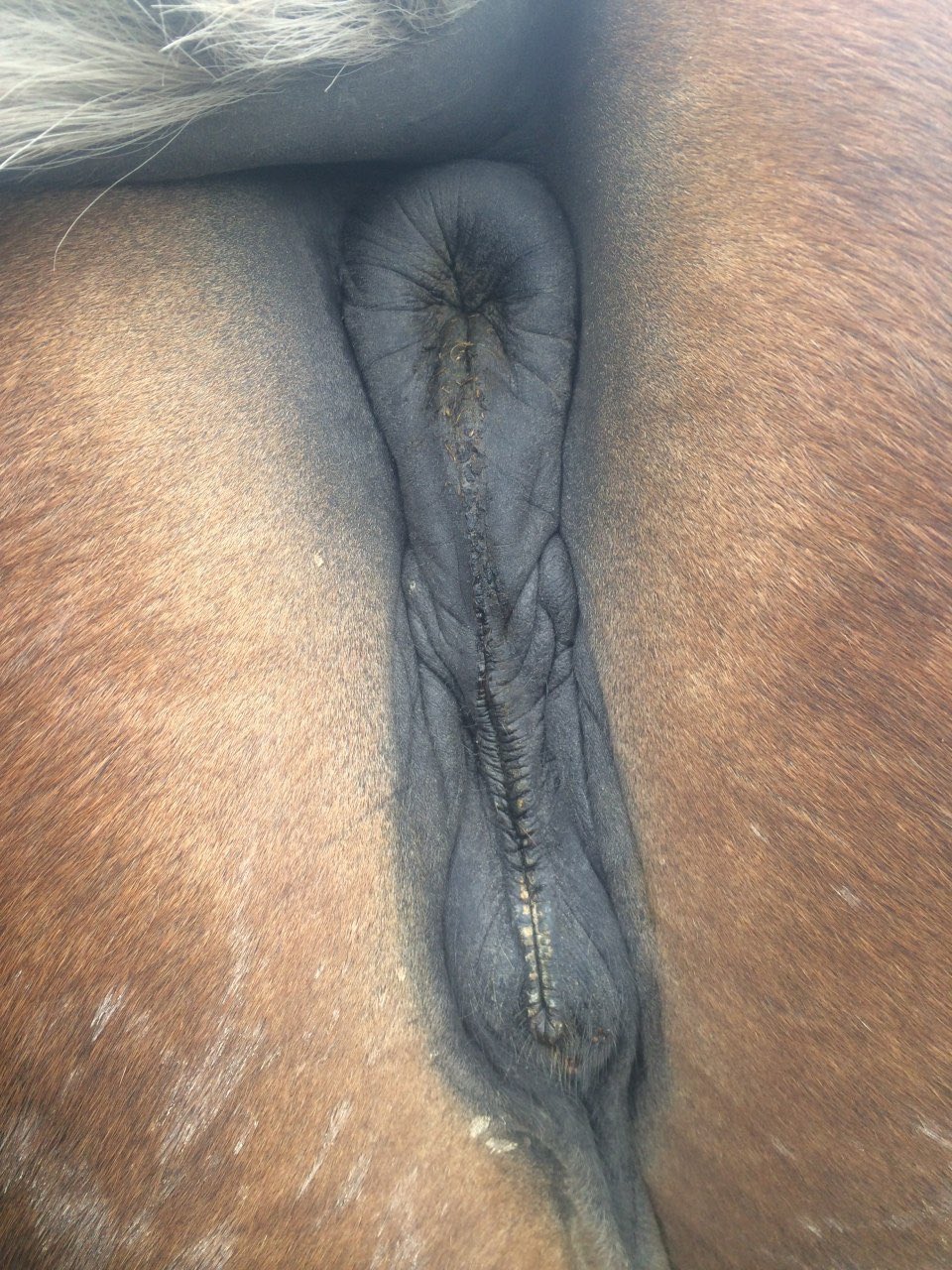 horse mare pussy KnobGobbler (@KnobGobbler_) / X