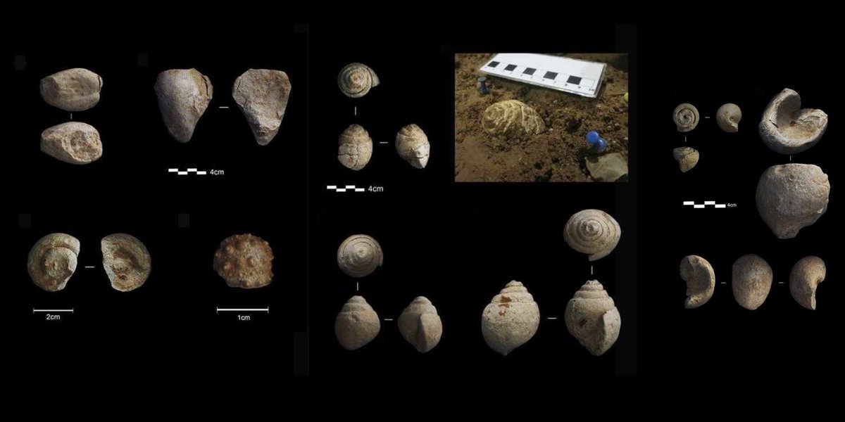 Between 55,000 and 40,000 years ago, Neanderthals collected at least 15 Cretaceous fossil shells which were left on the floor of Prado Vargas cave, in northern Spain. The intent or purpose is not clear, but they must have noticed these in the rock formations north of the cave.