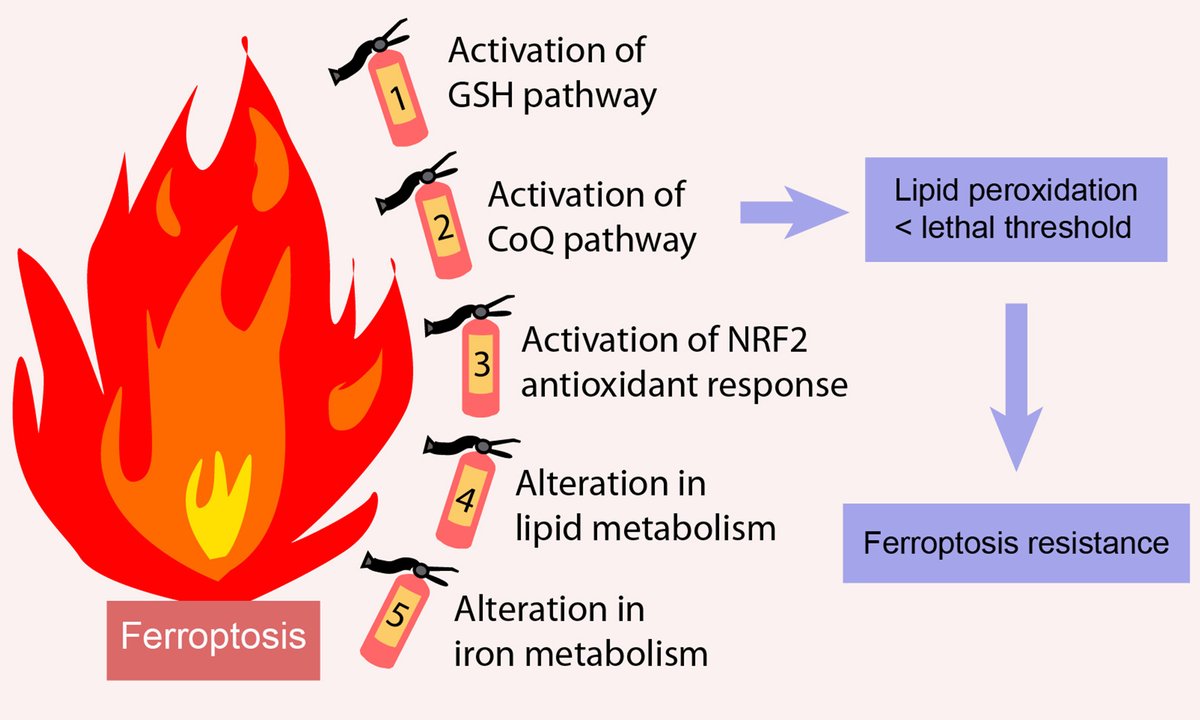 🆕Newly Published Review! #Ferroptosis offers a promising strategy for overcoming #tumor resistance, but challenges like toxicity, bioavailability, and tumor heterogeneity remain...  #Cancer #therapy
🔗Free view&amp;download: oaepublish.com/articles/cdr.2…
#CancerResearch #Cancer #medicine