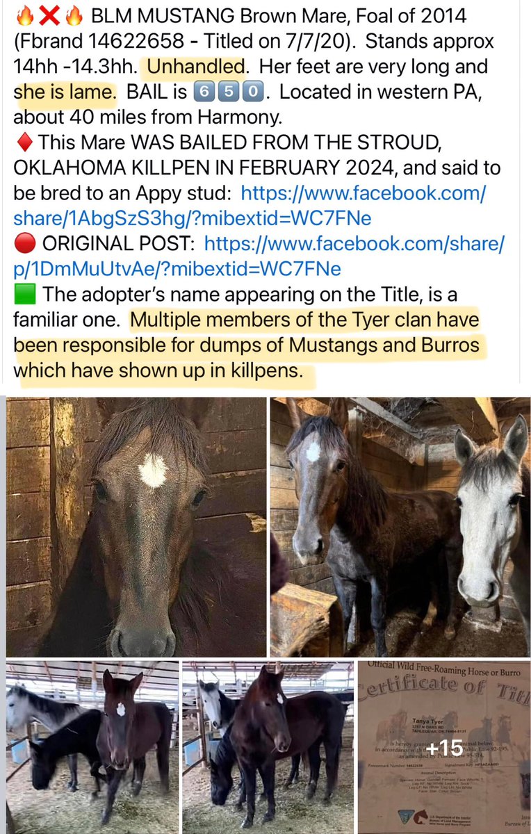 Blueequus775's tweet photo. When Deb Haaland and Tracy Stone Manning lose their jobs next year, I hope they’ll think long and hard about what they’ve done to our wild horses and burros. https://t.co/AqE6iN9osB