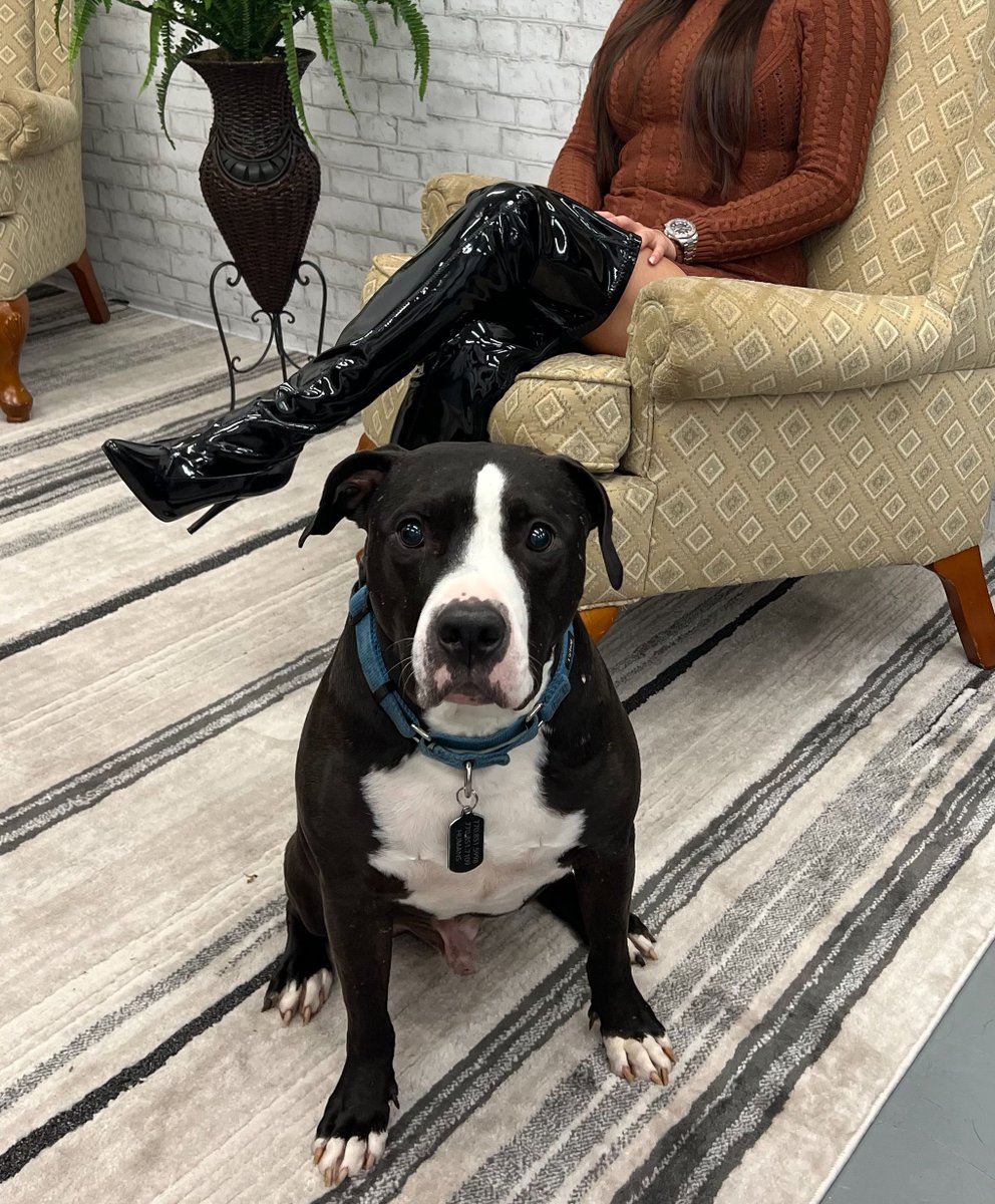 ScottTorvea's tweet photo. Our on set security keeping it classy. You remember Pigs in Space? This is Dogs on Set.
#BehindTheScenes #TorveaFilms #BTS #pitbull #DogsOnSet https://t.co/kvki2ETJ71