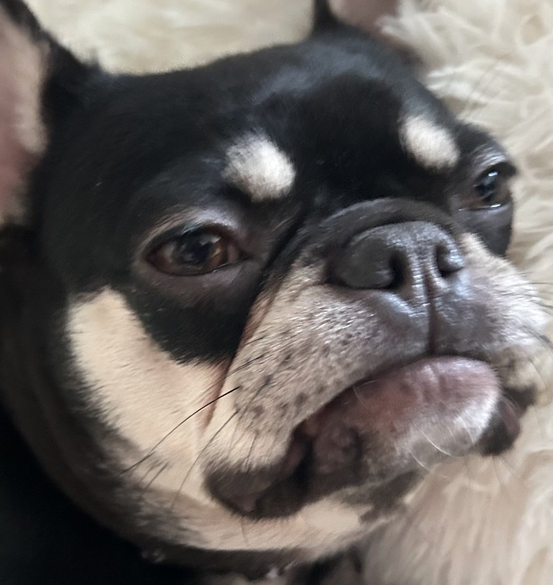 nitpicker23's tweet photo. I love my dog so much she is like if minus iq could exist in a sentient being that just fucking hated you https://t.co/WgkX2m0m0g