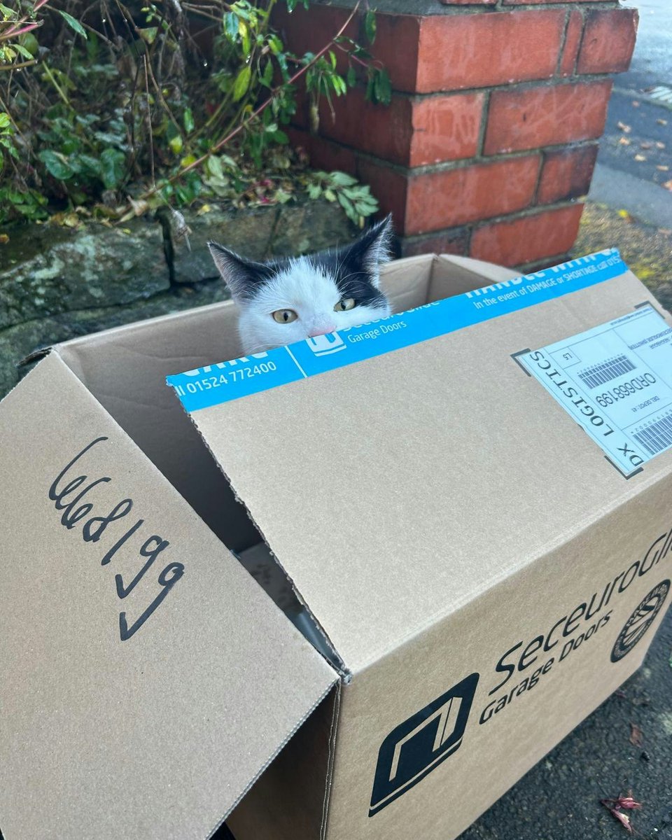 SeceuroGlide Garage Doors. Approved by cats since 1997 🐈 

Thanks to Pennine Garage Doors for this purrrrfect photo. It left us feline amused 😉 

#SeceuroGlide #GarageDoors #IfItFitsISits #CatsinBoxes #SeceuroGlideAccessoryBox