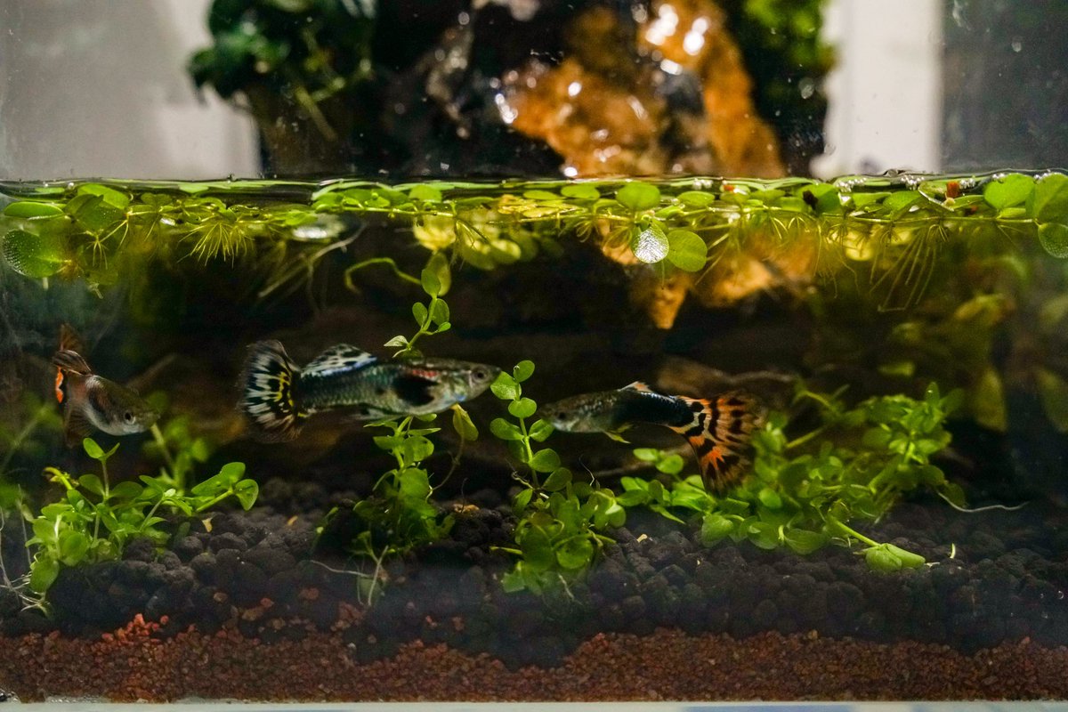 azimloc's tweet photo. Dah terjebak, makin beranak pulak dia ...

#terrarium
#paludarium
#guppy https://t.co/rY3FdxLTCf